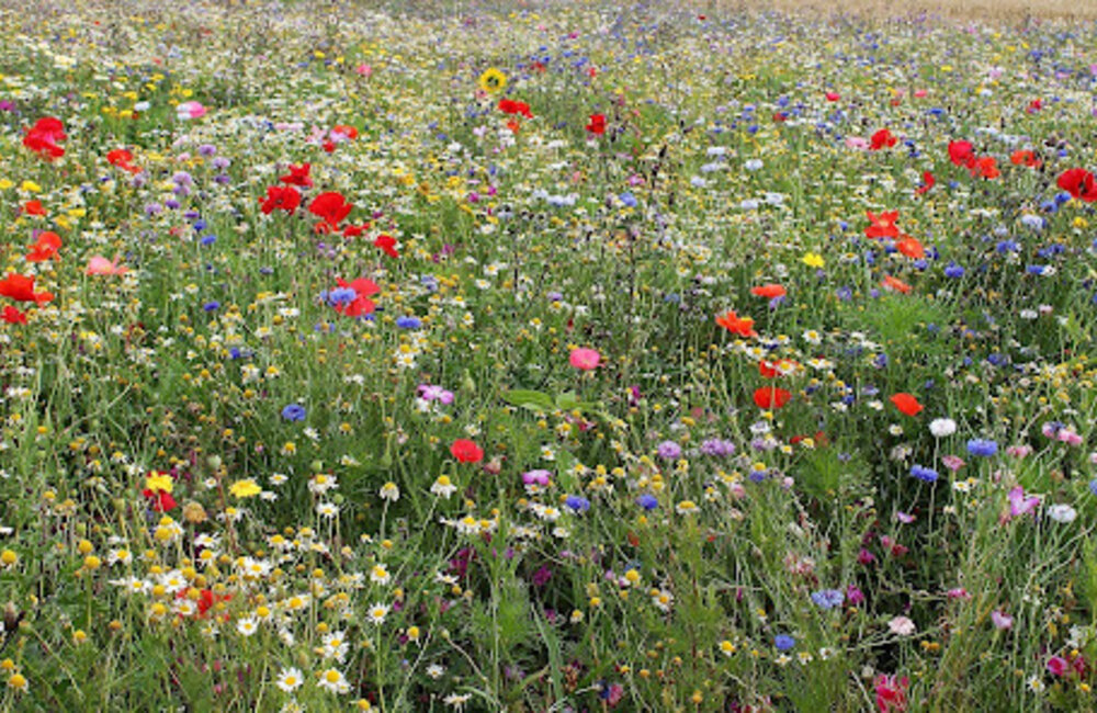 Les fleurs sauvages indispensables pour votre prairie fleurie