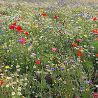 Les fleurs sauvages indispensables pour votre prairie fleurie