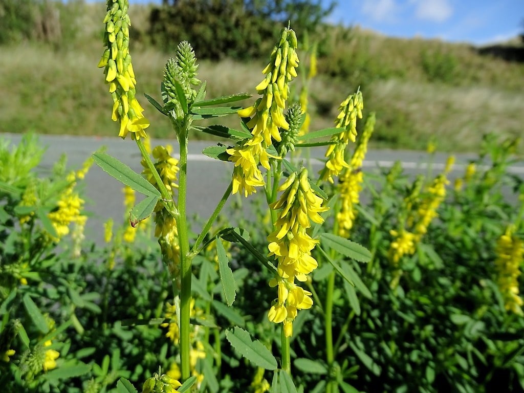 Mélilot jaune