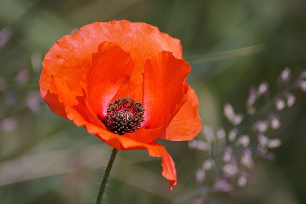 Coquelicot