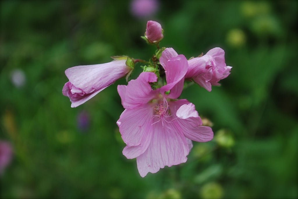 Mauve musquée