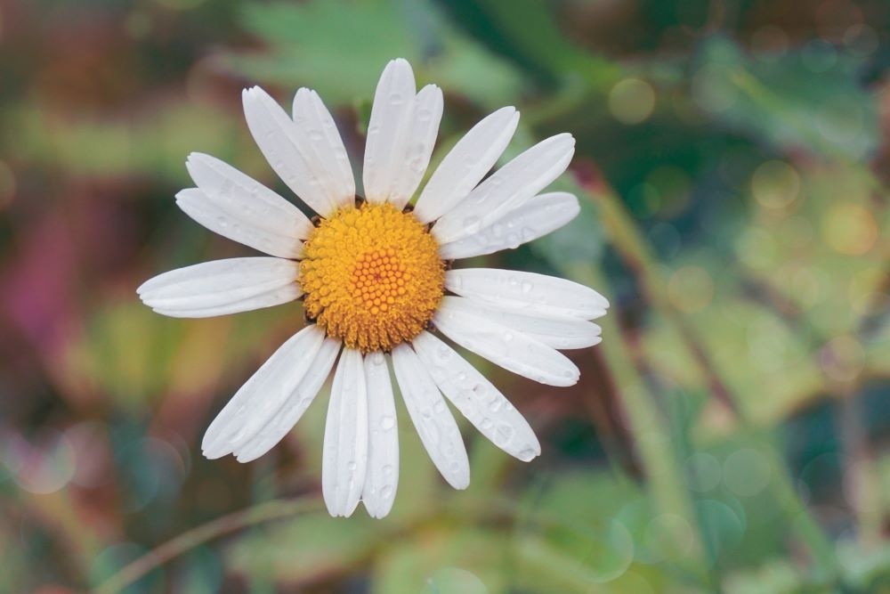 Marguerite commune