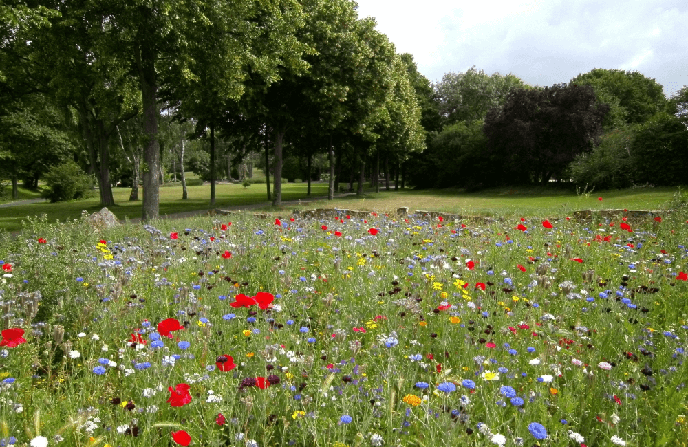 Faucher une prairie fleurie