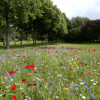 Faucher une prairie fleurie