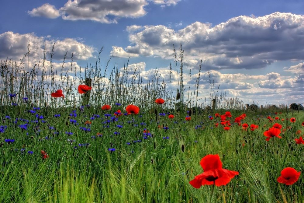 Prairie fleurie