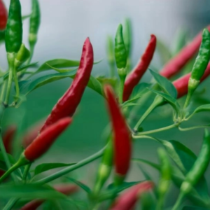MRS Seeds & Mixtures Piment - Cayenne Rouge