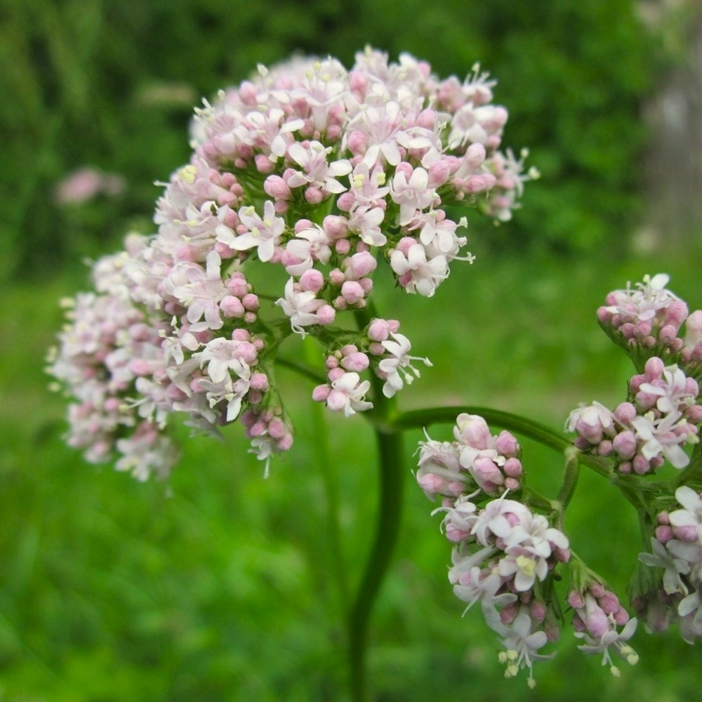 Valériane officinale  - Valeriana officinalis