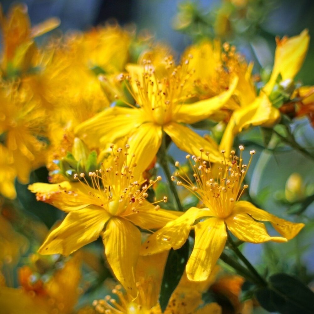 Millepertuis perforé - Hypericum perforatum