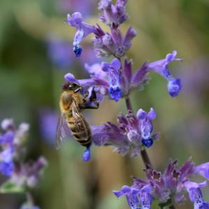 MRS Seeds & Mixtures Nepeta - Nepeta mussinii