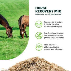 MRS Seeds & Mixtures Cheval - Mélange de récupération | Pâturage de récupération pour chevaux