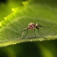 Plantes contre les moustiques