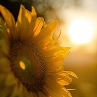Quelles sont les plantes qui peuvent être utilisées en plein soleil ?