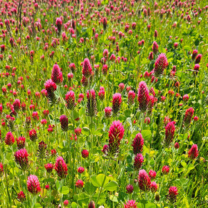 MRS Seeds & Mixtures Trèfle Incarnat - Trifolium incarnatum