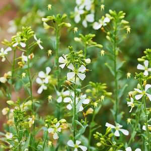 VDS Roquette - Eruca Sativa