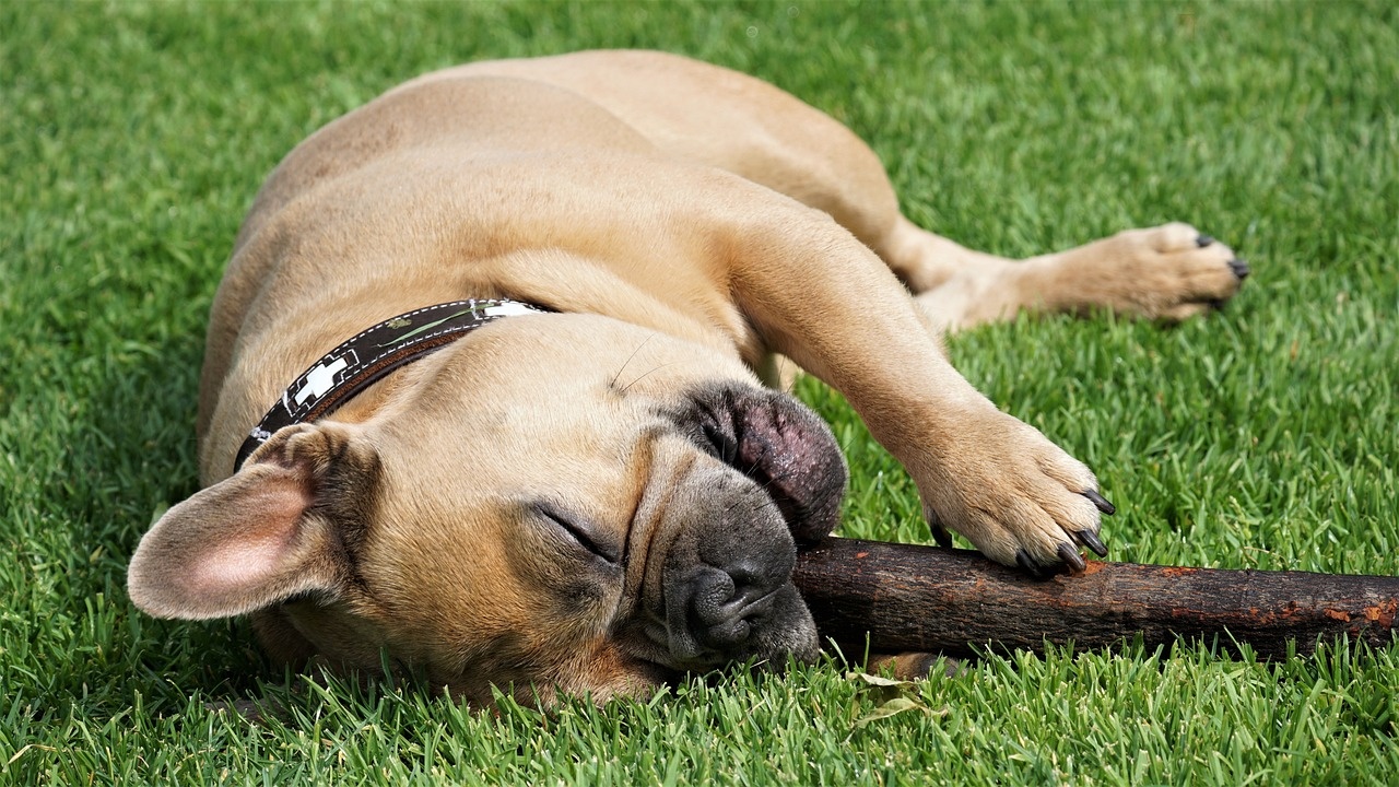 chien