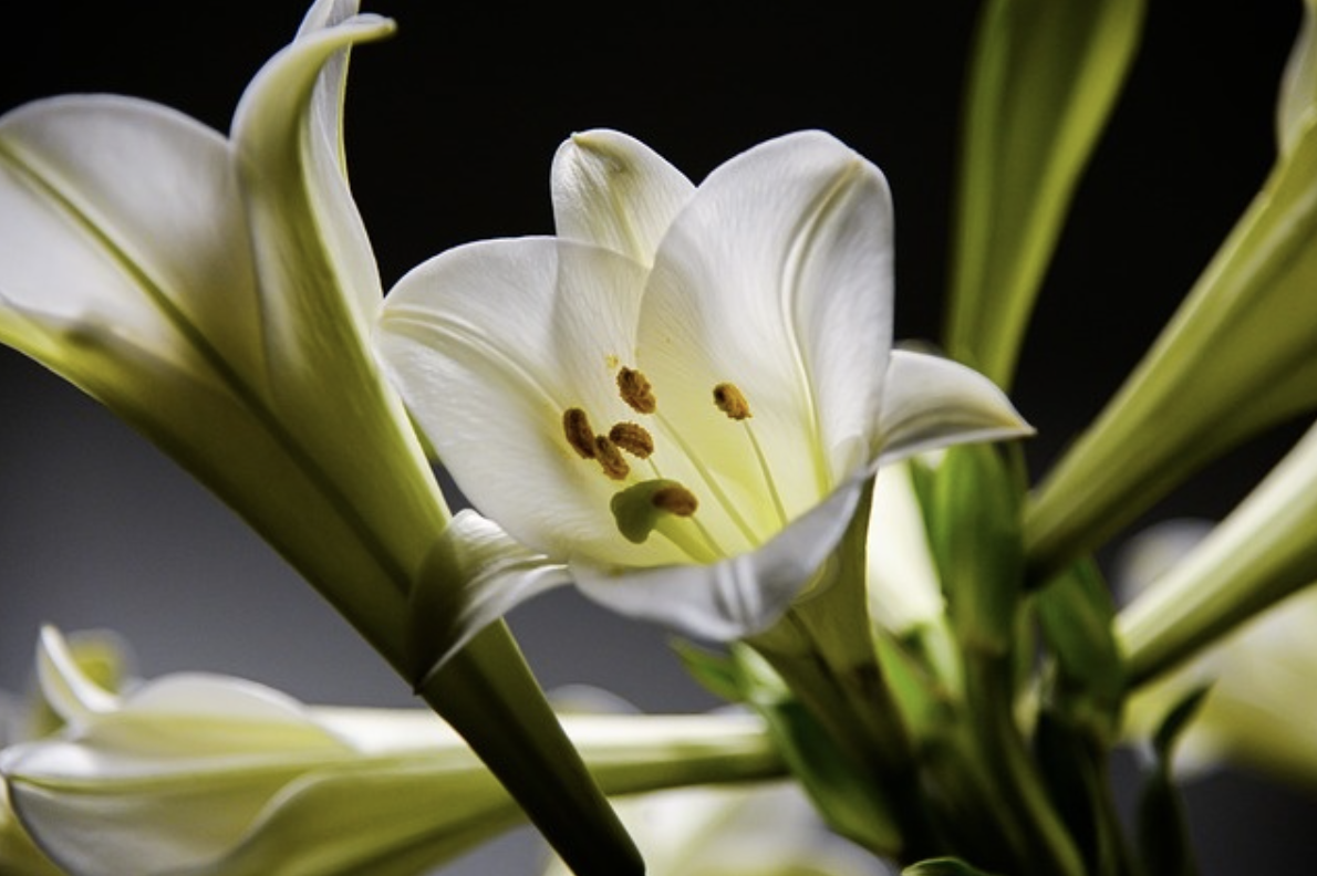 Lys