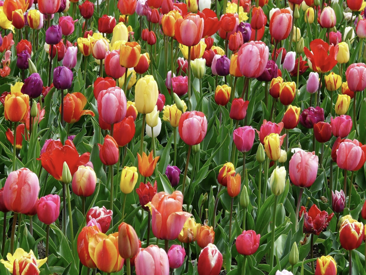 Tulipes