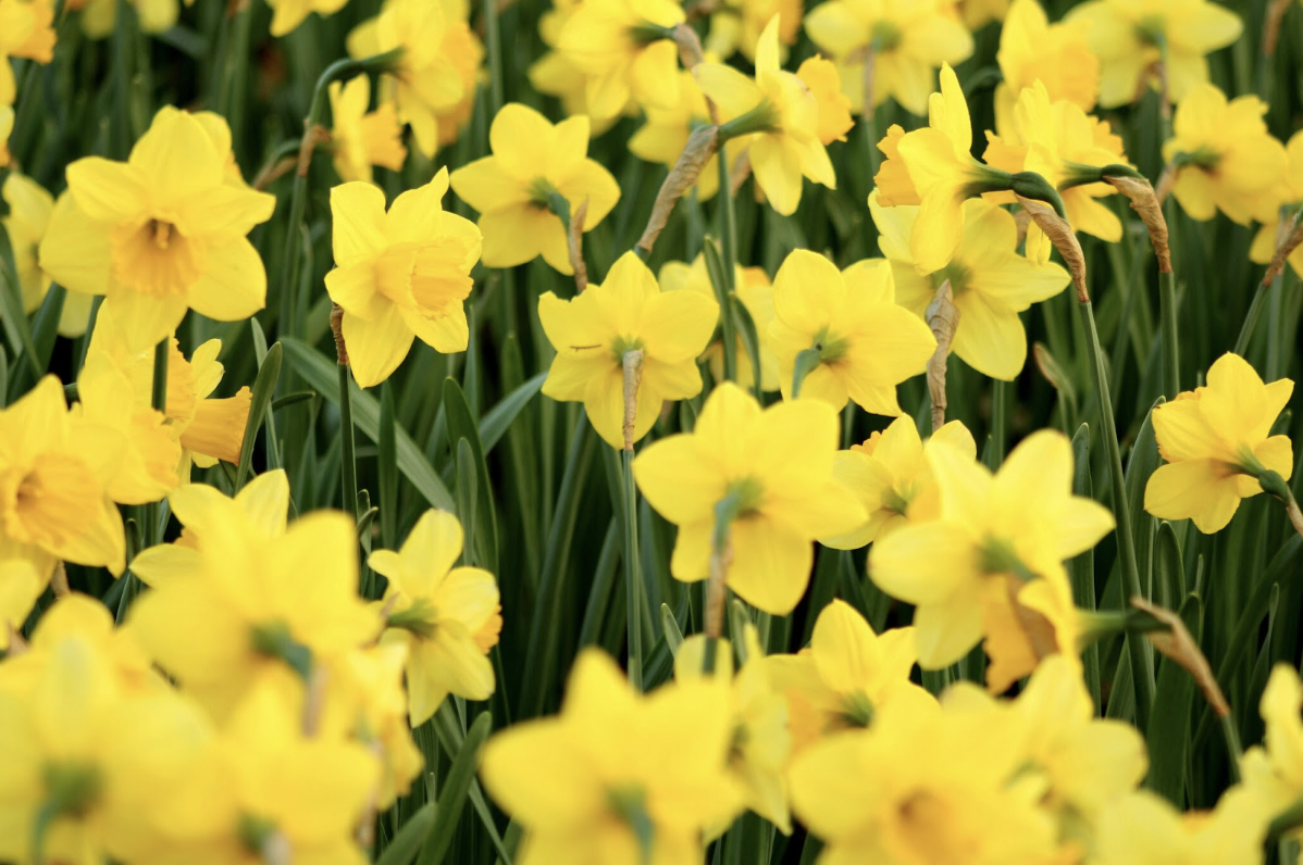 Narcissus