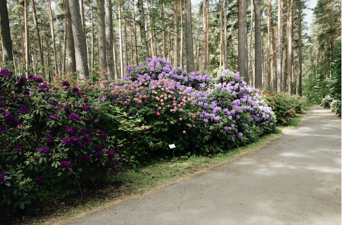 Rhodondendrons et azalées