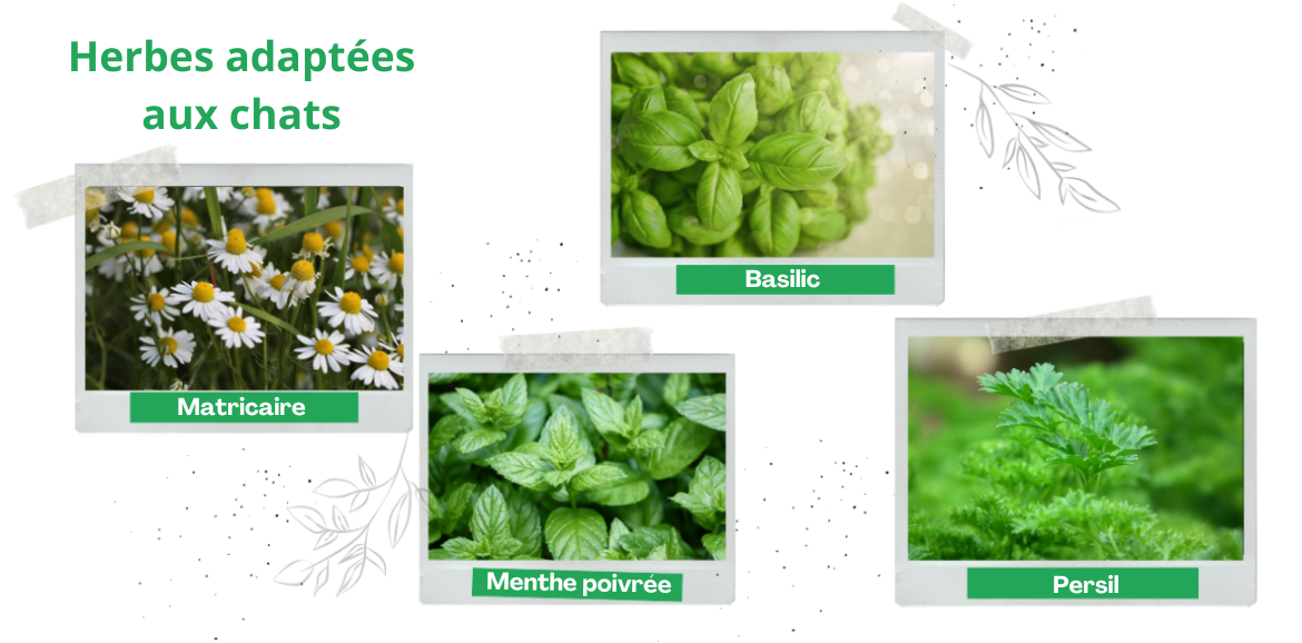 herbes adaptées aux chats