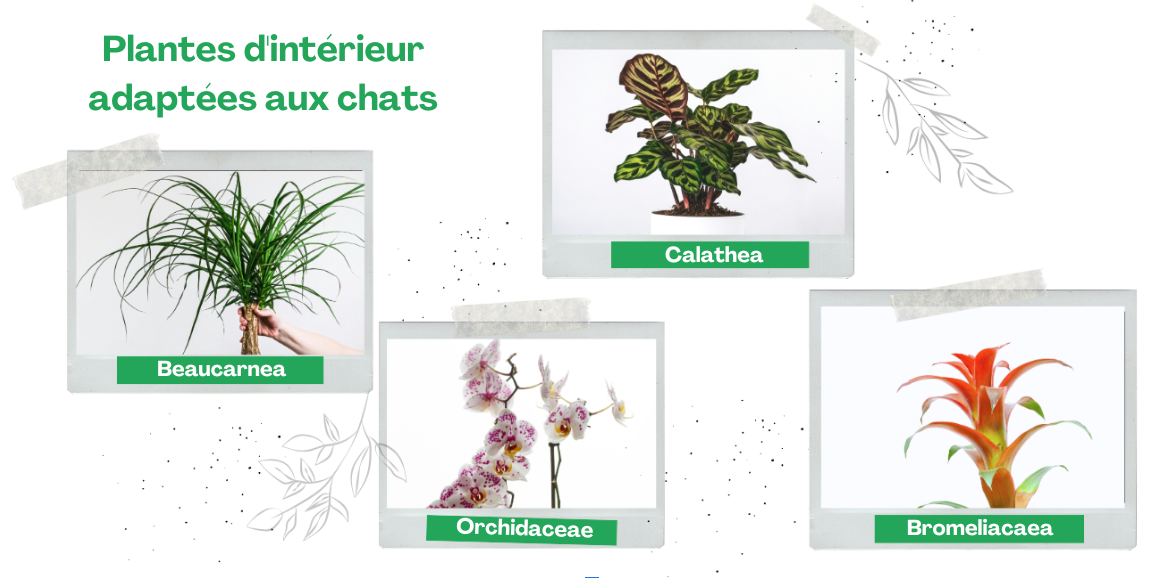 Plantes adaptées interieur chats
