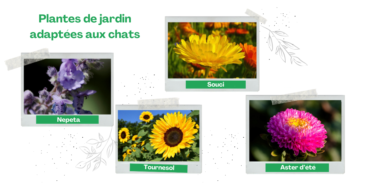 Plantes adaptées