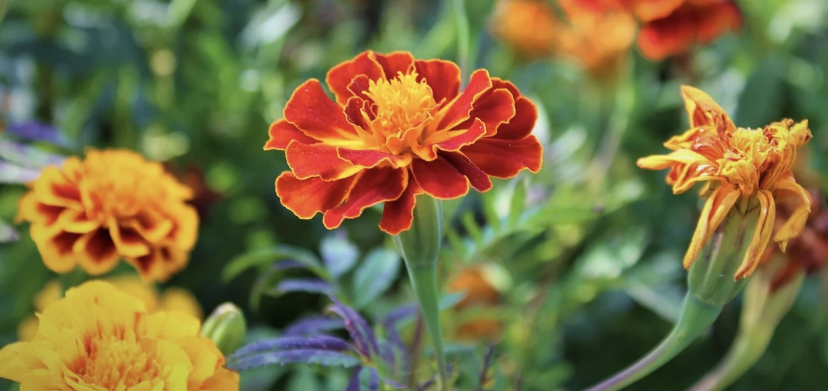 tagetes