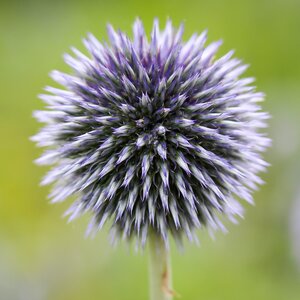 MRS Seeds & Mixtures Azurite - Echinops