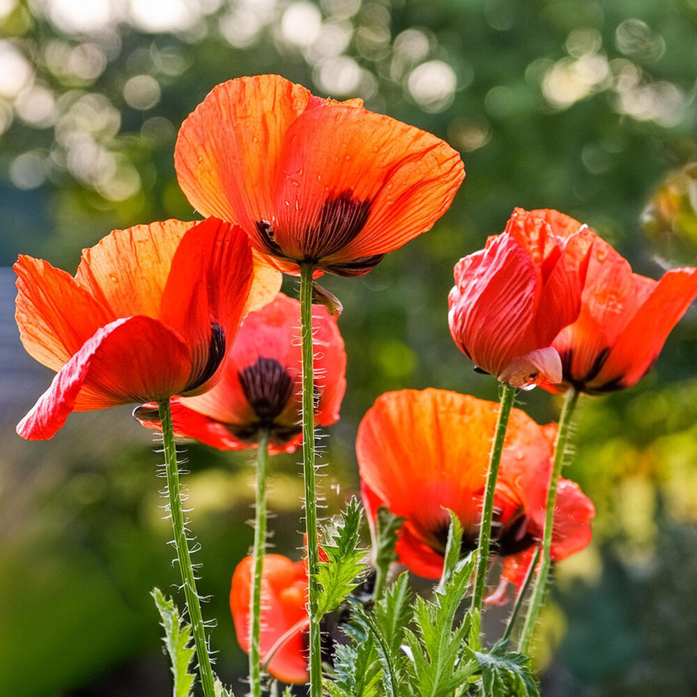 Pavot d’Orient - Papaver orientale Pavot d’Orient - Papaver orientale