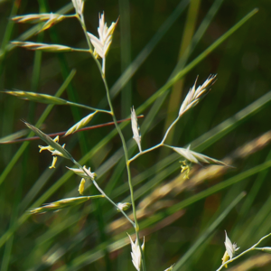 MRS Seeds & Mixtures Fétuque durette - Festuca Brevipila