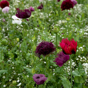MRS Seeds & Mixtures Mélange de graines de fleurs séchées - 21 espèces