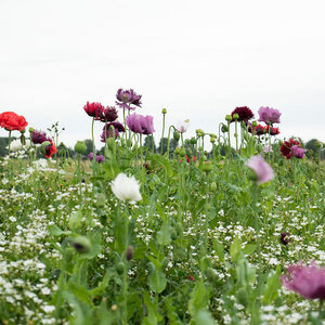 MRS Seeds & Mixtures Mélange de graines de fleurs séchées - 21 espèces