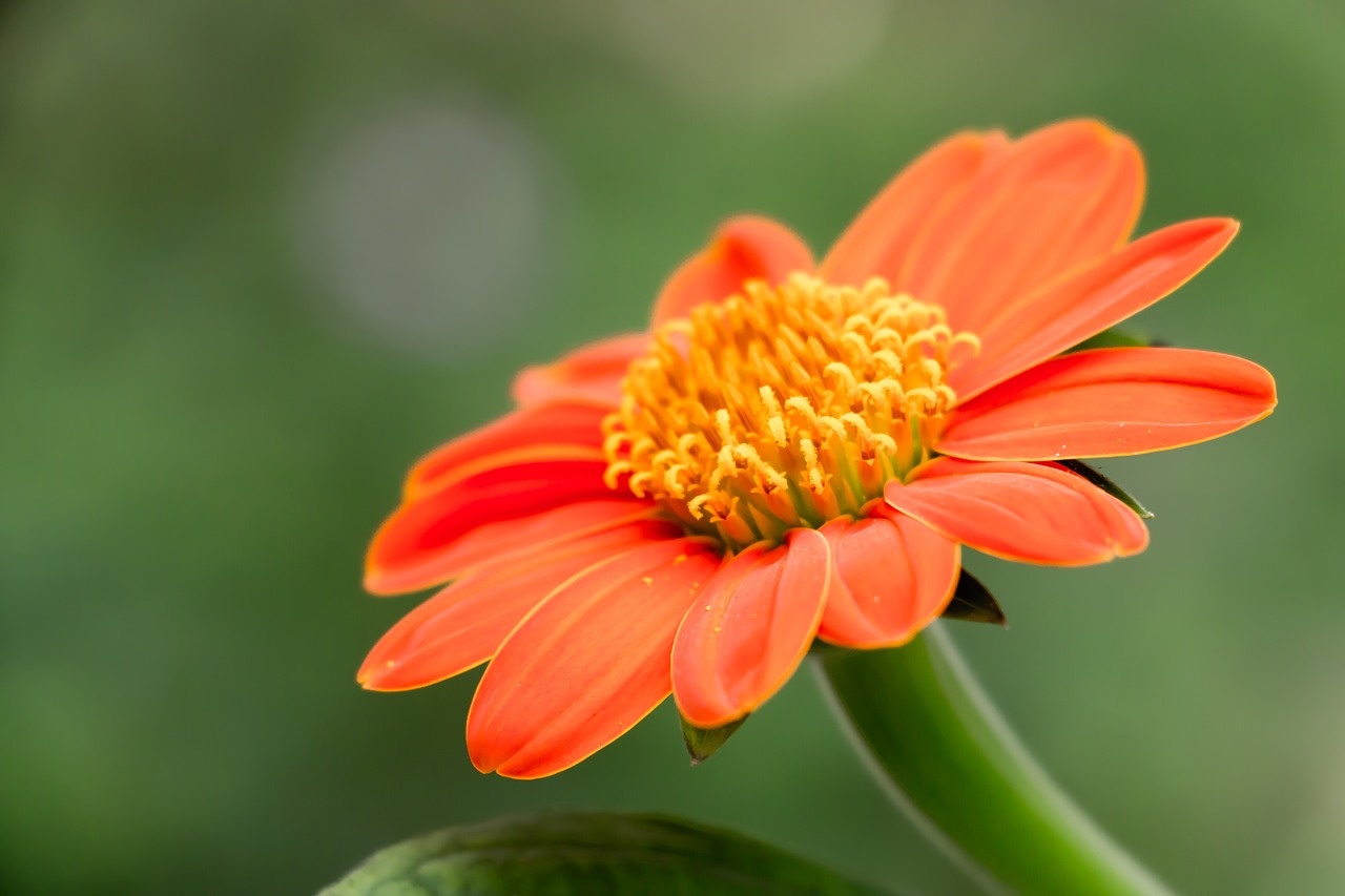 Tournesol mexicain