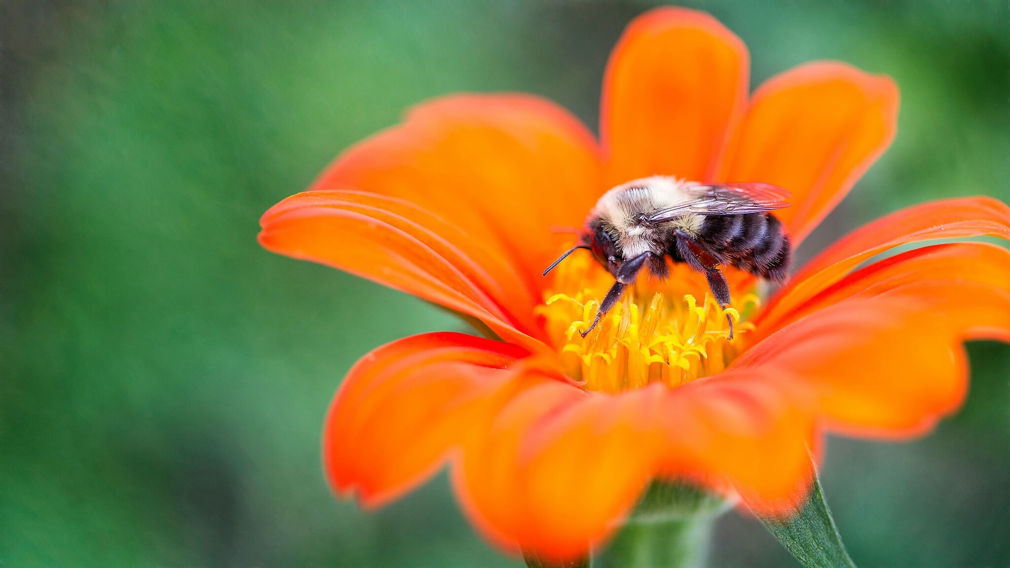 Tounesol mexicain abeilles