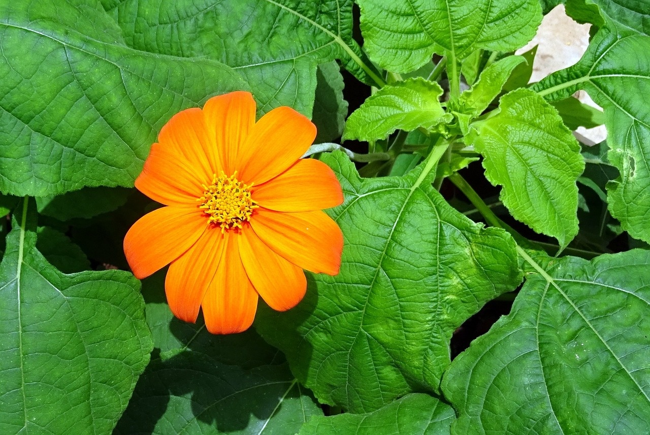 Semer tournesol Mexicain