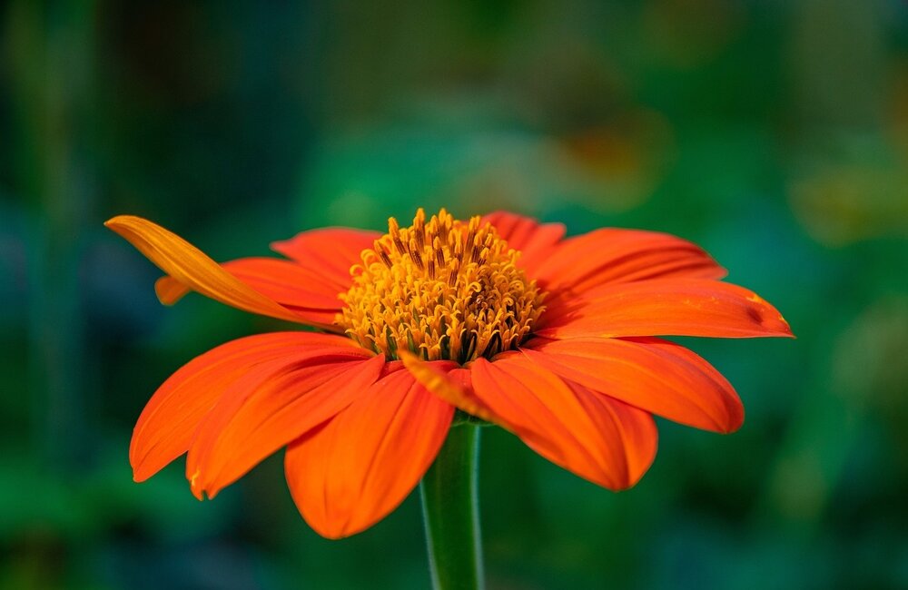 Tournesol Mexicain - Tithonia speciosa
