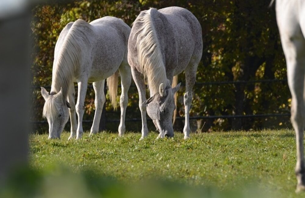 Fertilisation d'un enclos pour chevaux Fertilisation d'un enclos pour chevaux