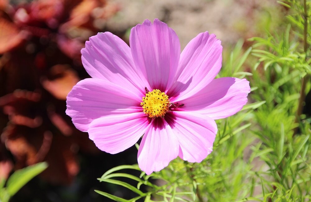 Cosmos bipenné Cosmos bipenné