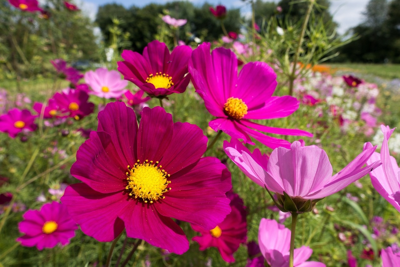 cosmos