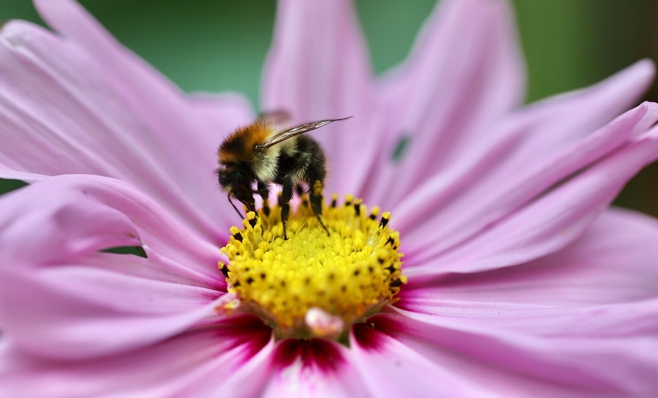 Cosmos