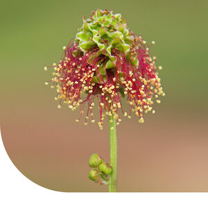 MRS Seeds & Mixtures Pimprenelle - Sanguisorba minor