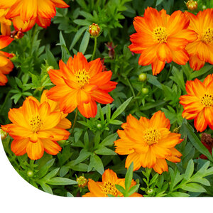 MRS Seeds & Mixtures Cosmos bipenné 'Ladybird' - Cosmos sulphureus