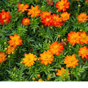 MRS Seeds & Mixtures Cosmos bipenné 'Ladybird' - Cosmos sulphureus