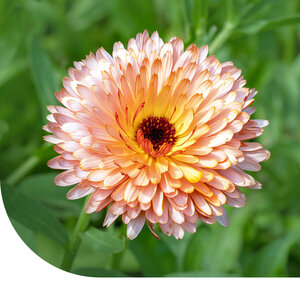 MRS Seeds & Mixtures Souci 'Touch of Red' - Calendula