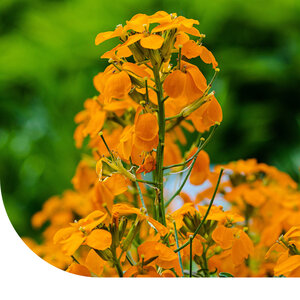 MRS Seeds & Mixtures Giroflée des murailles - Erysimum Allioni MRS Seeds & Mixtures Giroflée des murailles - Erysimum Allioni