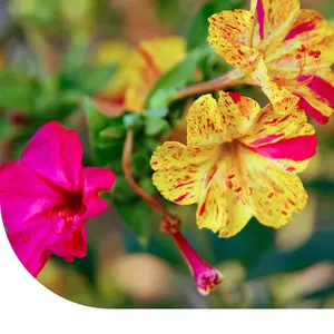 MRS Seeds & Mixtures Belle-de-nuit Mixte -  Mirabilis jalapa