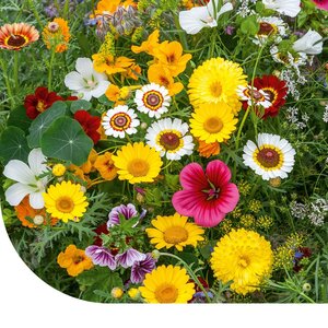 MRS Seeds & Mixtures Mélange de fleurs comestibles