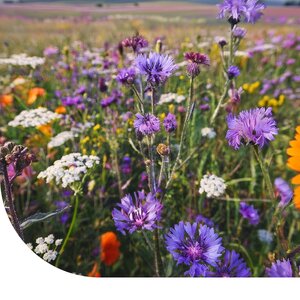 MRS Seeds & Mixtures Mélange de fleurs pour abeilles Tübinger