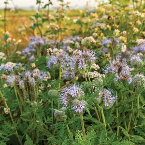 MRS Seeds & Mixtures Mélange de fleurs pour abeilles Tübinger