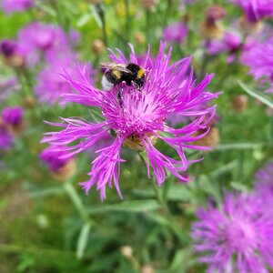 MRS Seeds & Mixtures Mélange de fleurs pour abeilles Tübinger